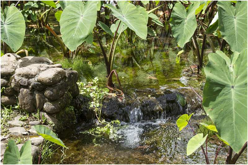 Iao Valley