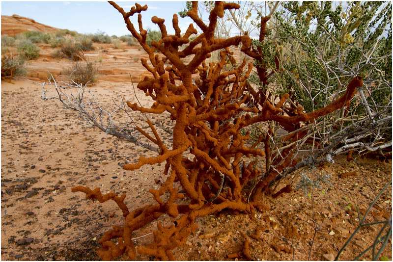 Valley of Fire